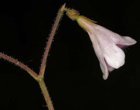 Image of Twinflower