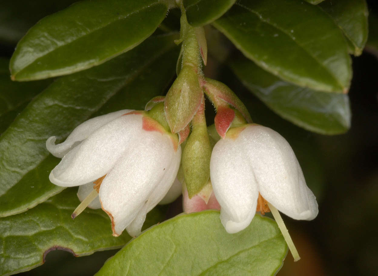 Image of lingonberry