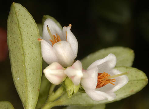 Image of lingonberry