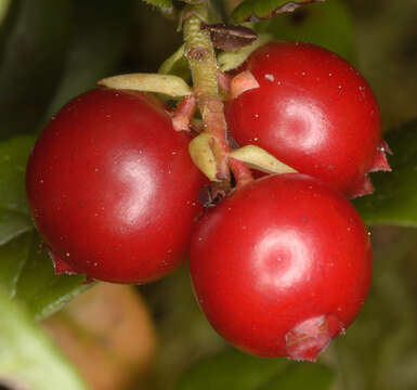 Image of lingonberry