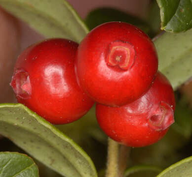 Image of lingonberry