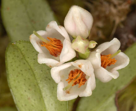 Image of lingonberry