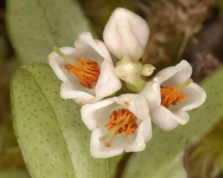 Image of lingonberry