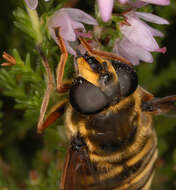 صورة Sericomyia silentis (Harris 1776)