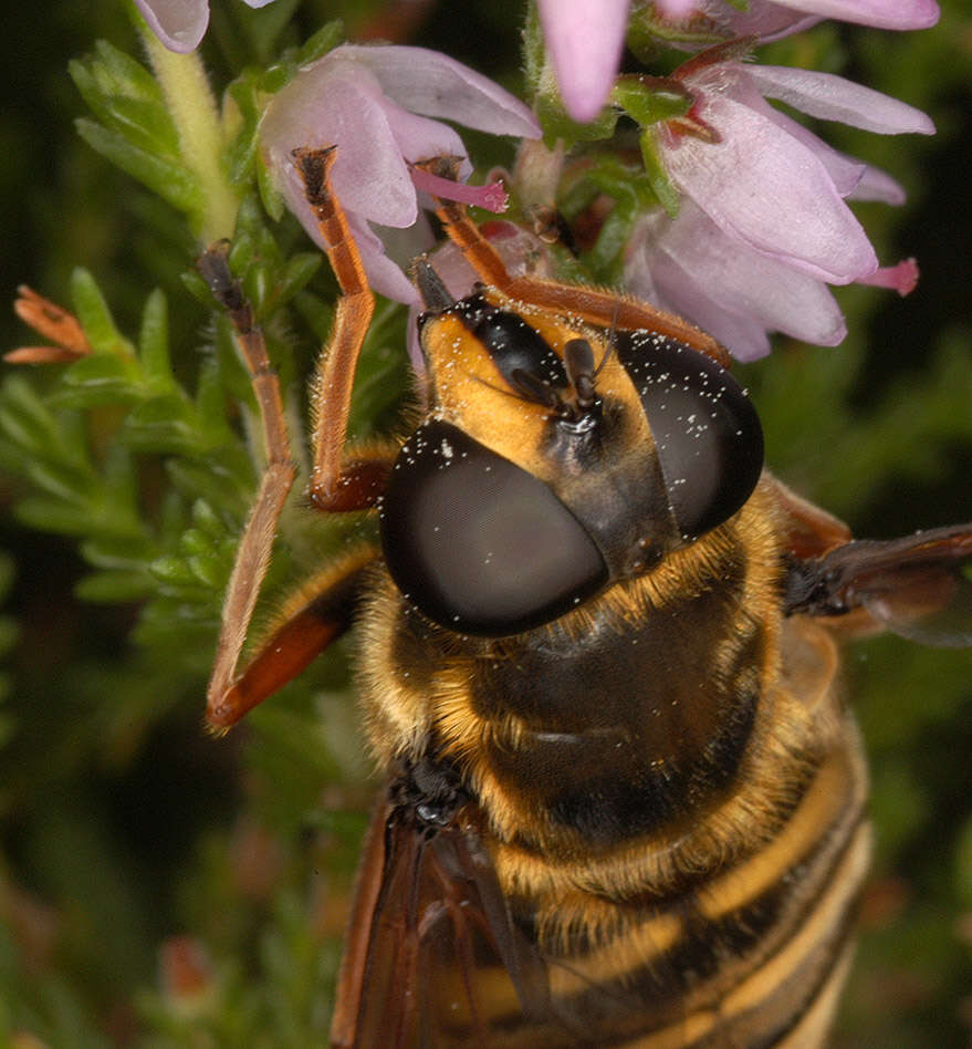 صورة Sericomyia silentis (Harris 1776)