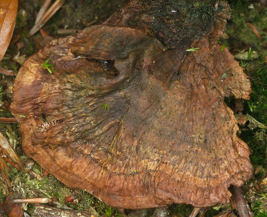 Image of Zoned tooth