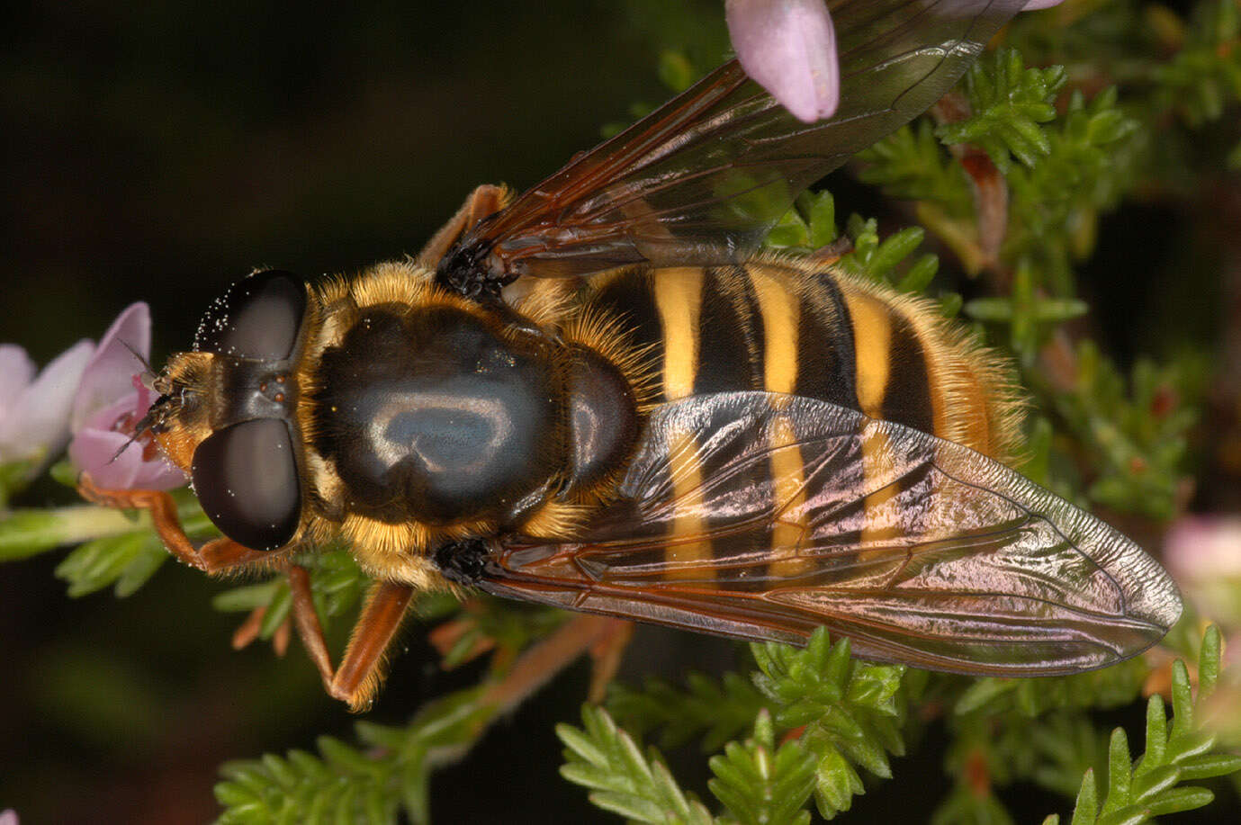 صورة Sericomyia silentis (Harris 1776)