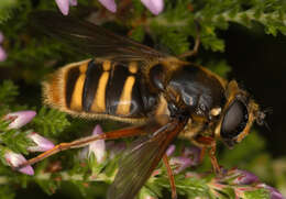 صورة Sericomyia silentis (Harris 1776)