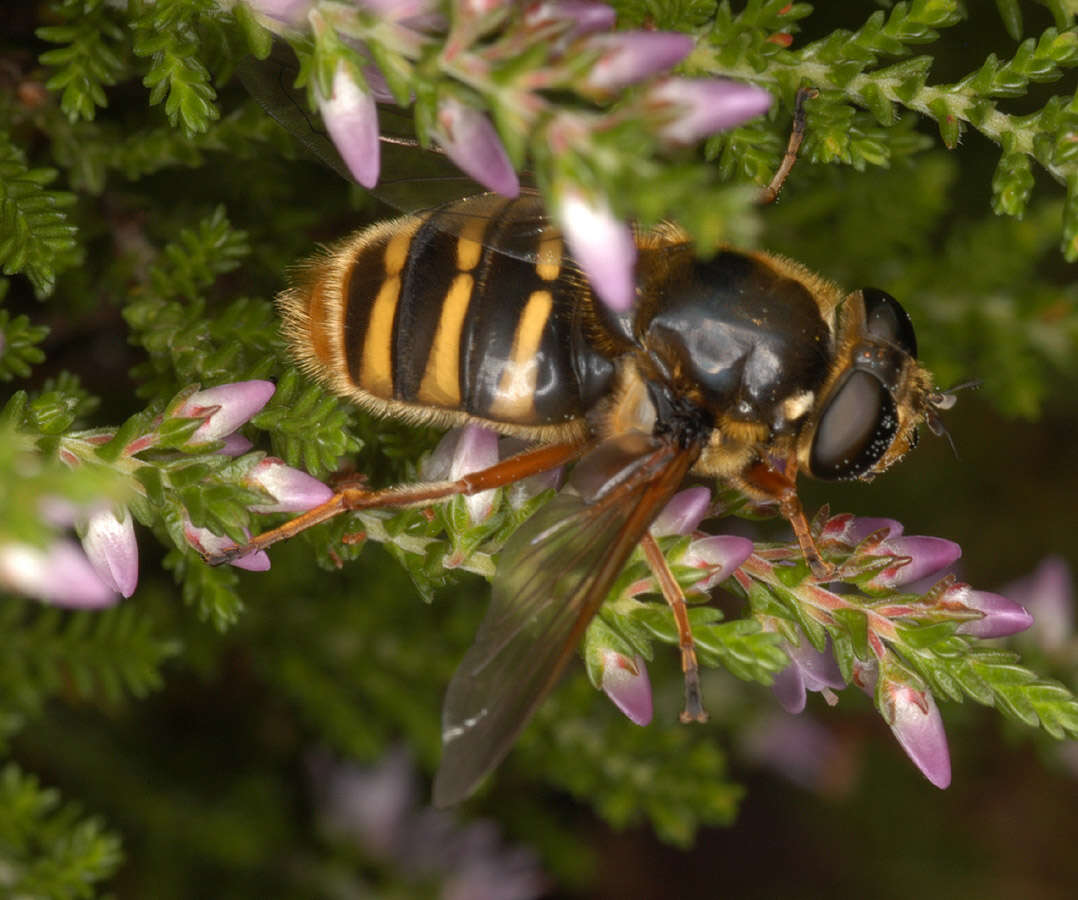 صورة Sericomyia silentis (Harris 1776)