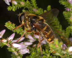 صورة Sericomyia silentis (Harris 1776)