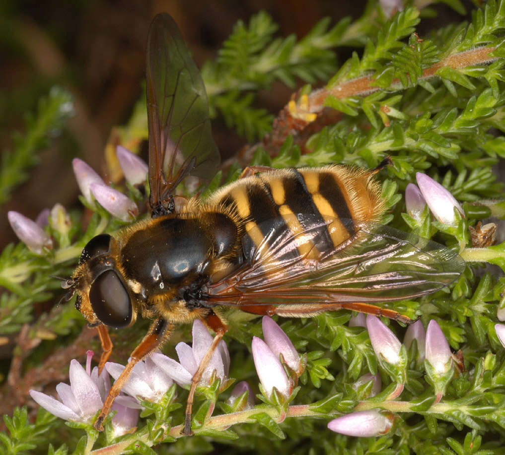 صورة Sericomyia silentis (Harris 1776)