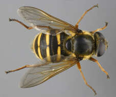 صورة Sericomyia silentis (Harris 1776)