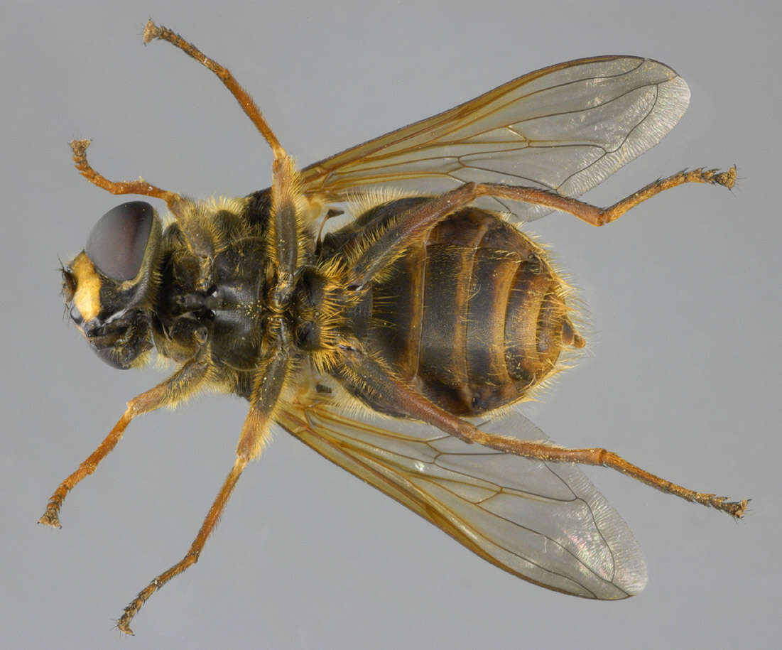 صورة Sericomyia silentis (Harris 1776)