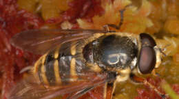 صورة Sericomyia silentis (Harris 1776)