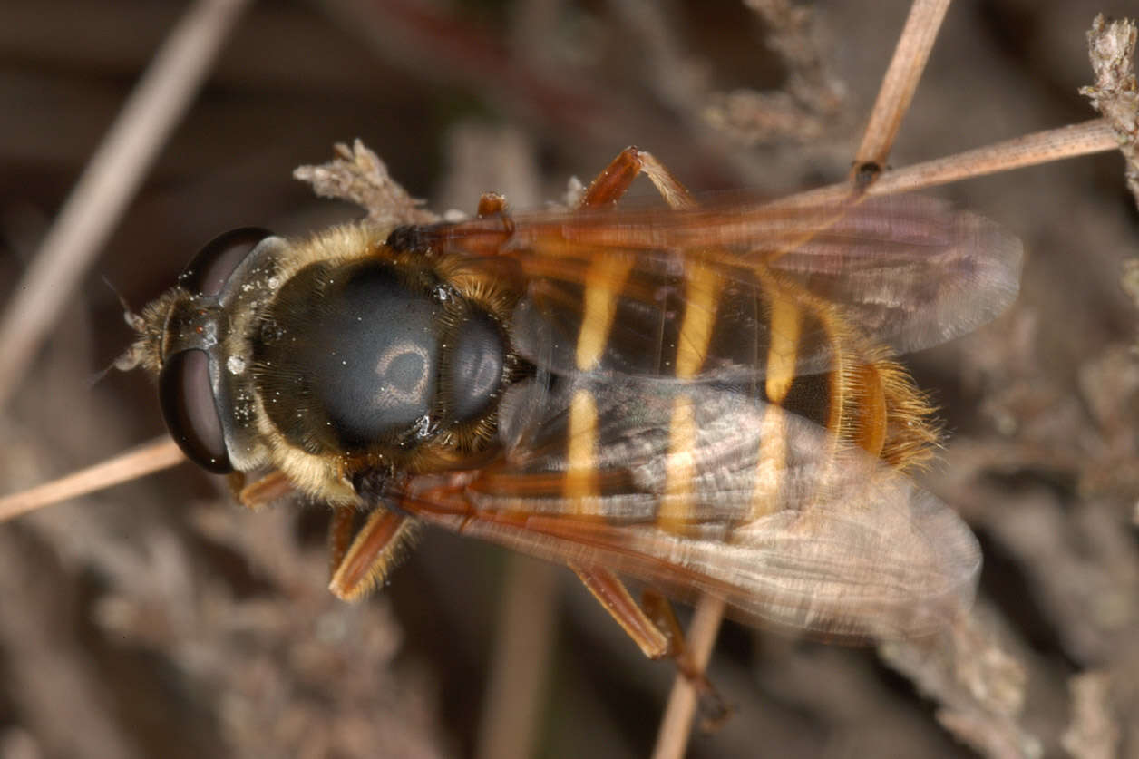 صورة Sericomyia silentis (Harris 1776)