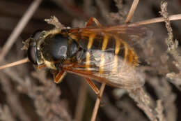 صورة Sericomyia silentis (Harris 1776)