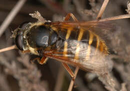 صورة Sericomyia silentis (Harris 1776)