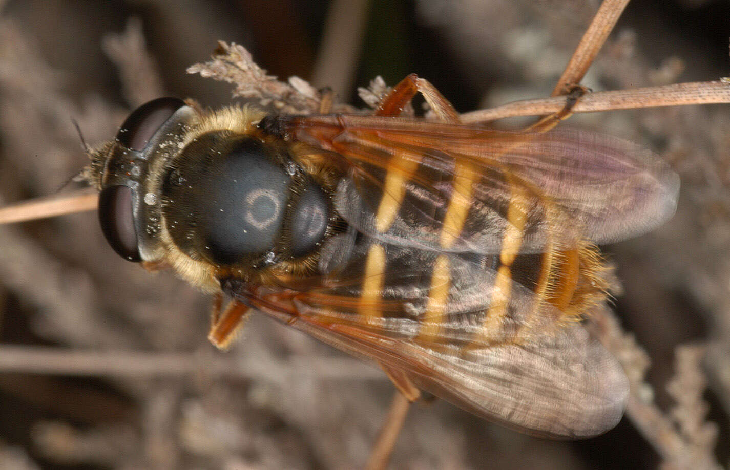 صورة Sericomyia silentis (Harris 1776)