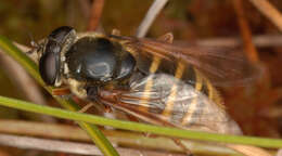 صورة Sericomyia silentis (Harris 1776)