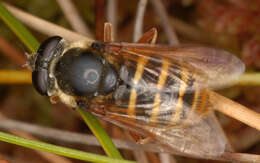 صورة Sericomyia silentis (Harris 1776)