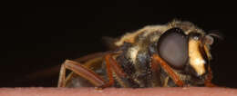 صورة Sericomyia silentis (Harris 1776)