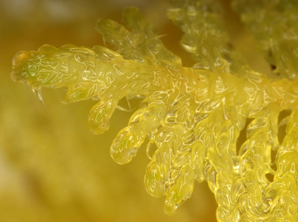 Image of ptilium moss