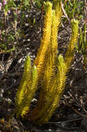 Image of Fir Club Moss