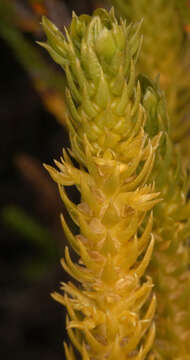 Image of Fir Club Moss