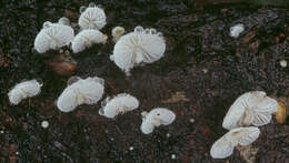 Image of Hemimycena tortuosa (P. D. Orton) Redhead 1980