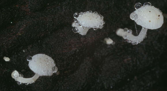 Image of Hemimycena tortuosa (P. D. Orton) Redhead 1980