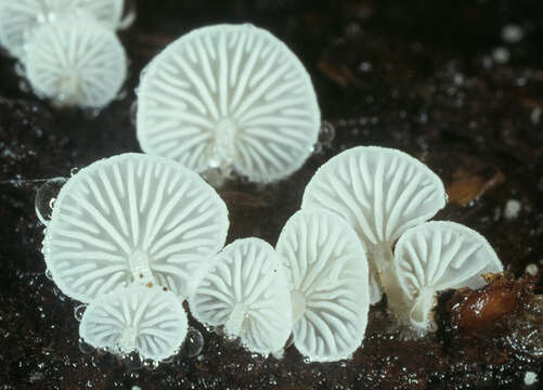 Image of Hemimycena tortuosa (P. D. Orton) Redhead 1980