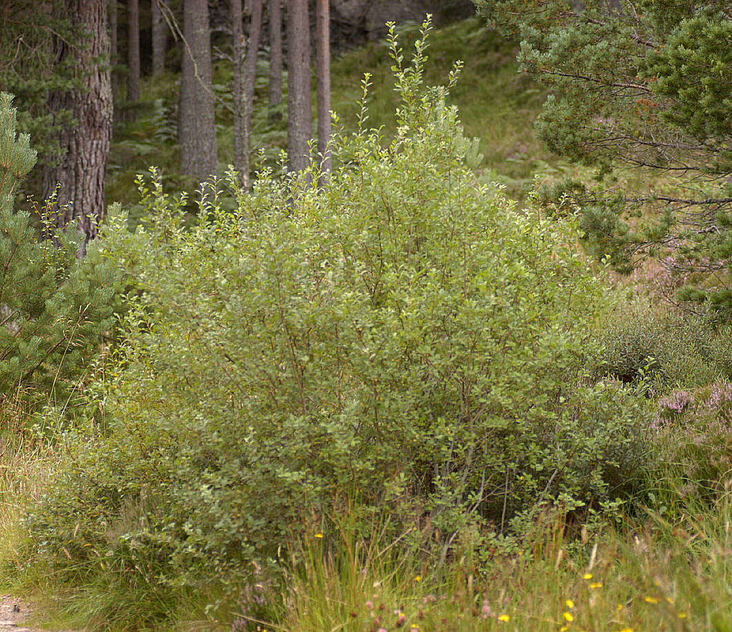 Image of eared willow