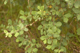 Image of eared willow