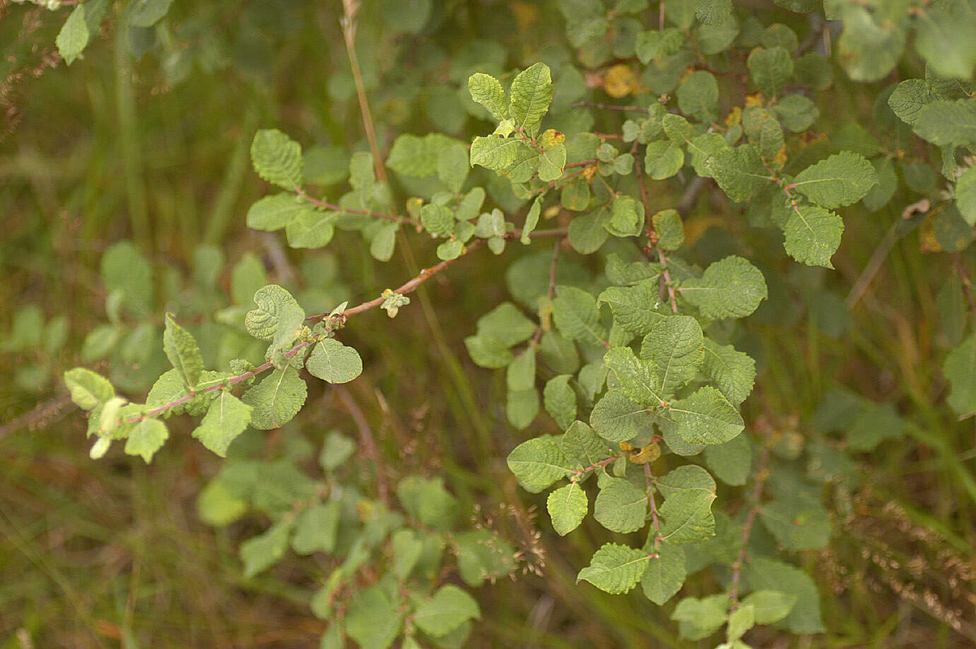 Image of eared willow