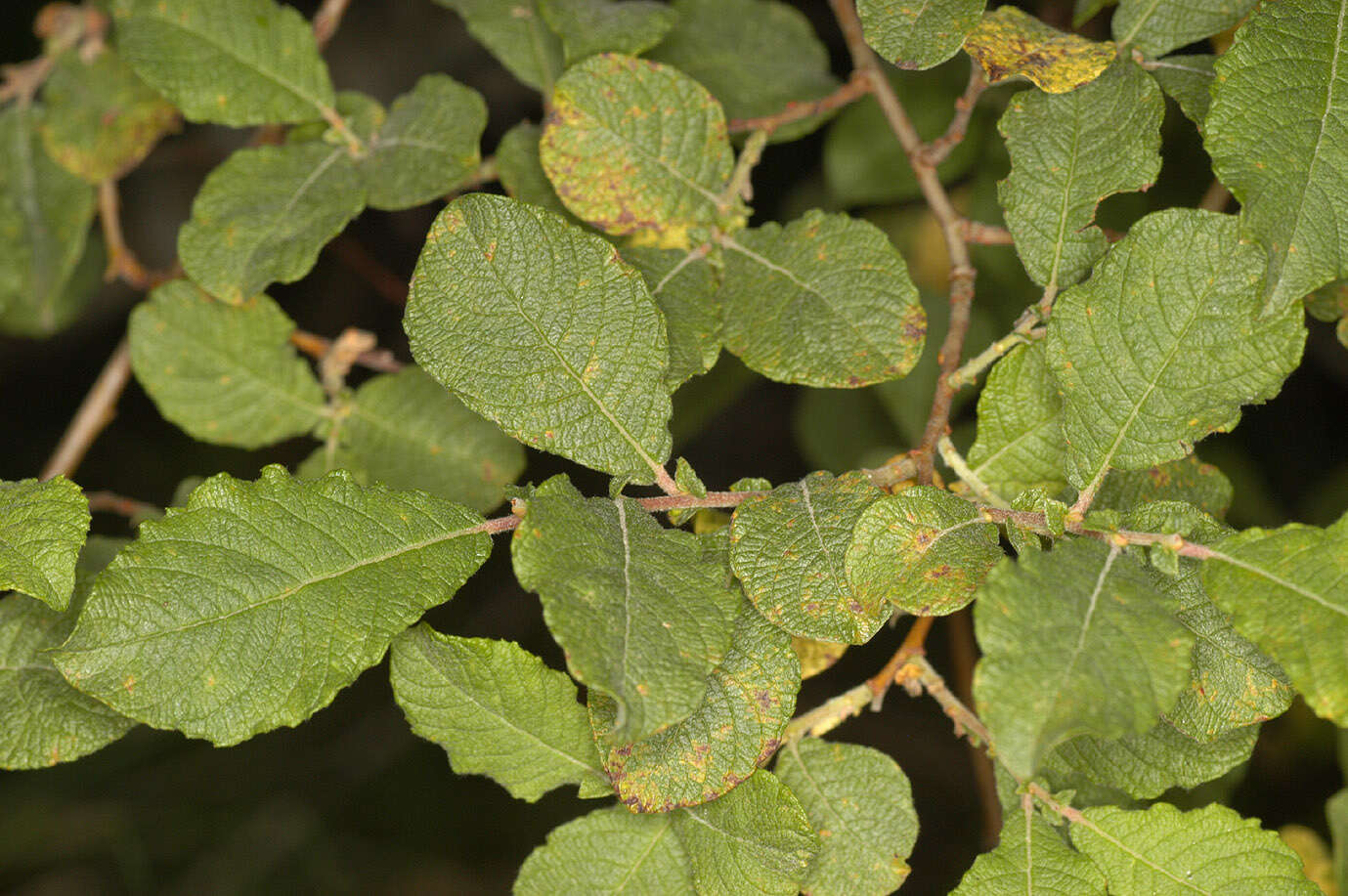 Image of eared willow