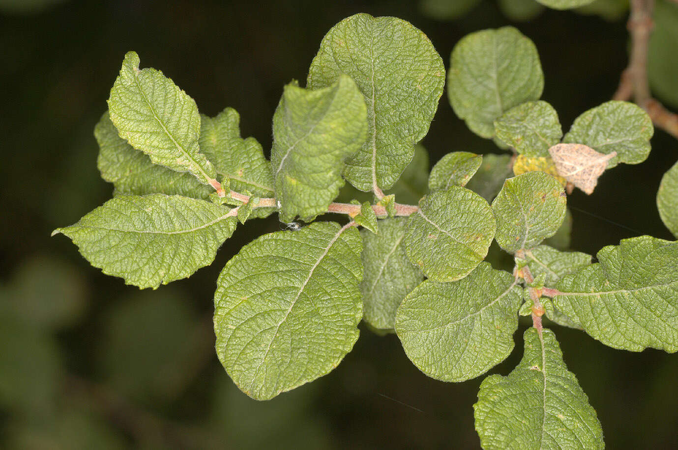 Image of eared willow