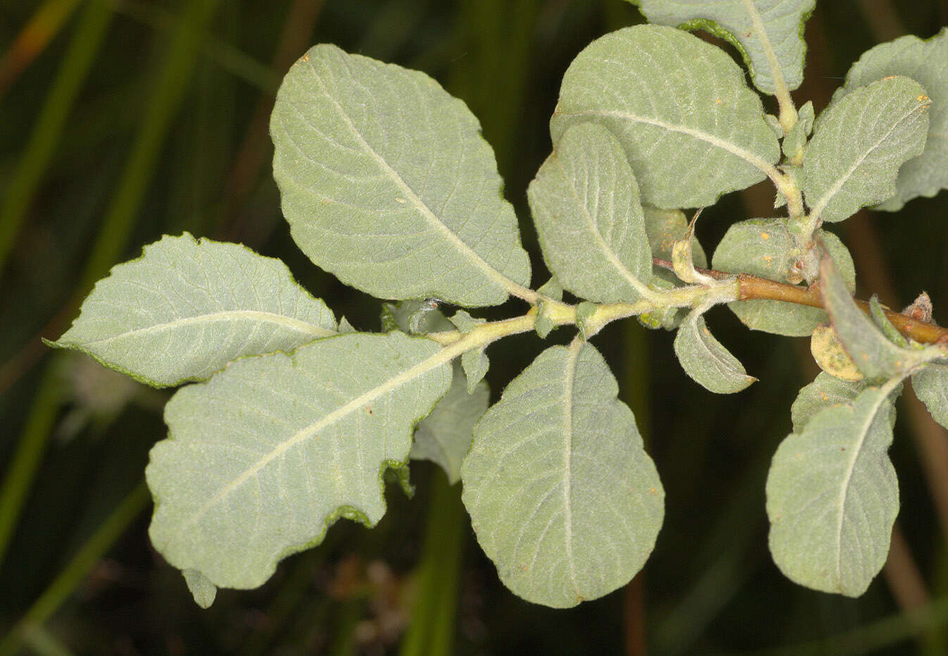 Image of eared willow