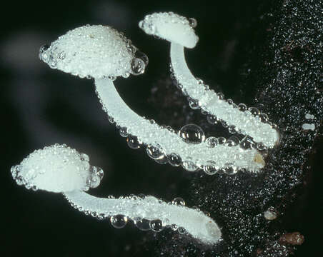 Image of Hemimycena tortuosa (P. D. Orton) Redhead 1980