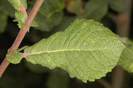 Image of eared willow