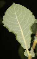 Image of eared willow