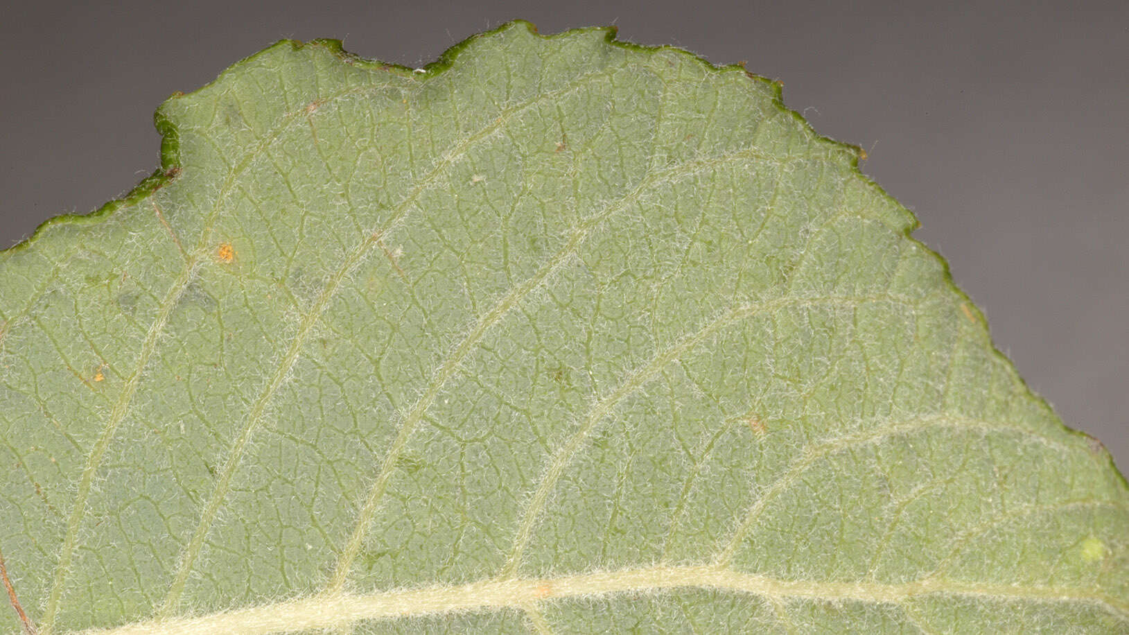 Image of eared willow