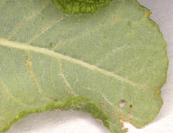 Image of eared willow