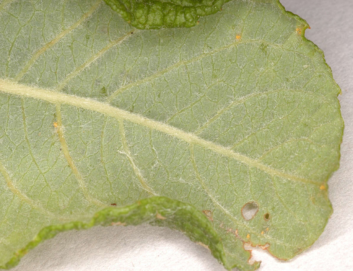 Image of eared willow