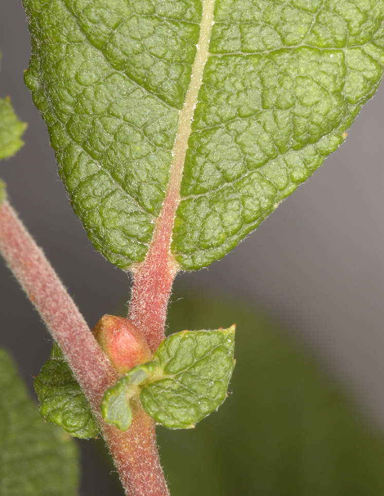 Image of eared willow