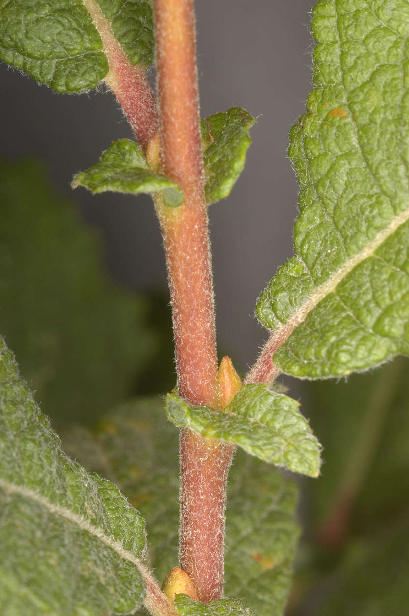 Image of eared willow