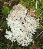 Image of Clavulina coralloides (L.) J. Schröt. 1888