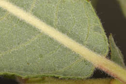 Image of eared willow