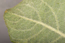 Image of eared willow