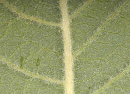 Image of eared willow