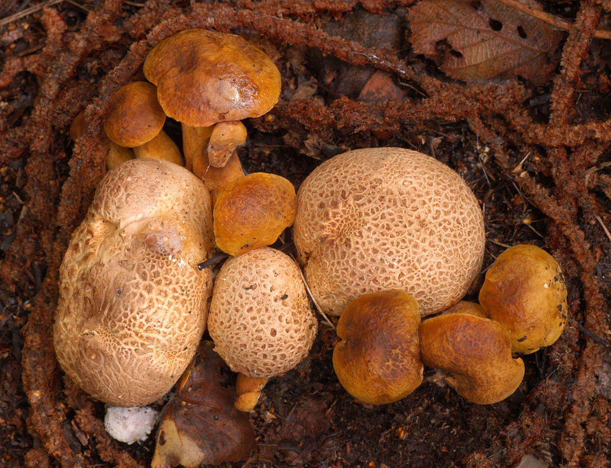 Image of Pseudoboletus parasiticus (Bull.) Šutara 1991